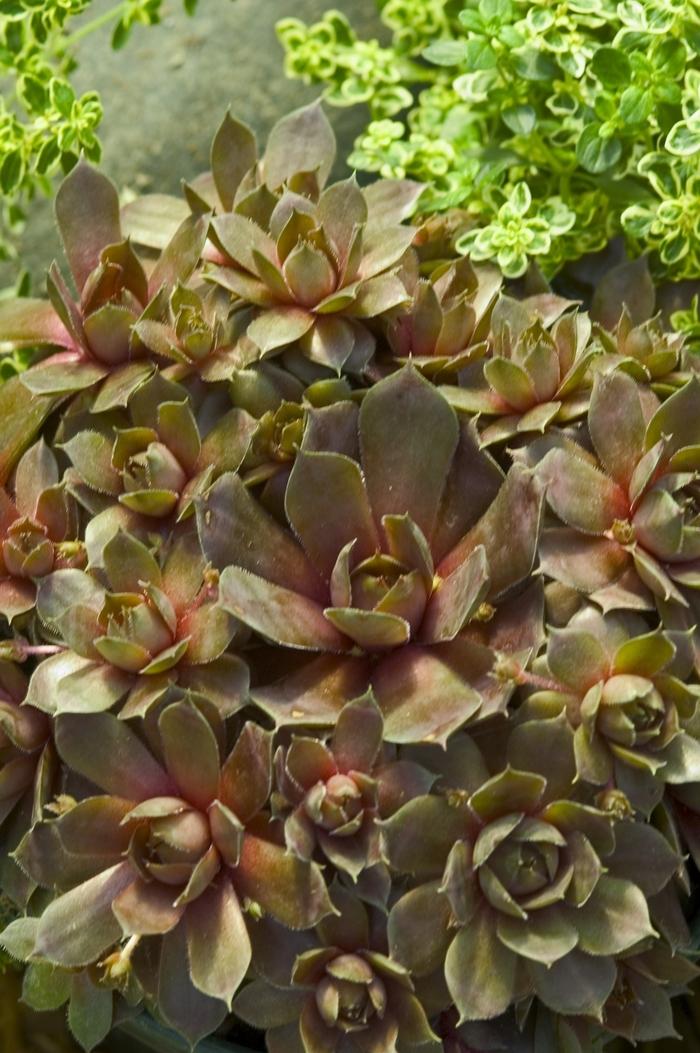 Sempervivum Silverine