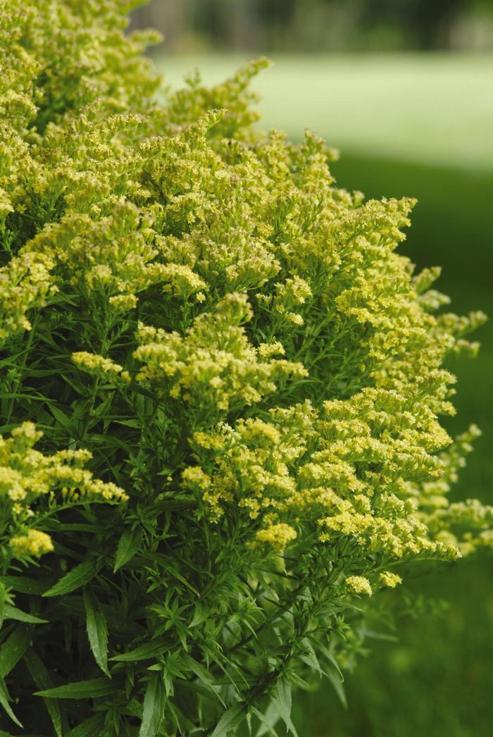 Solidago Little Lemon