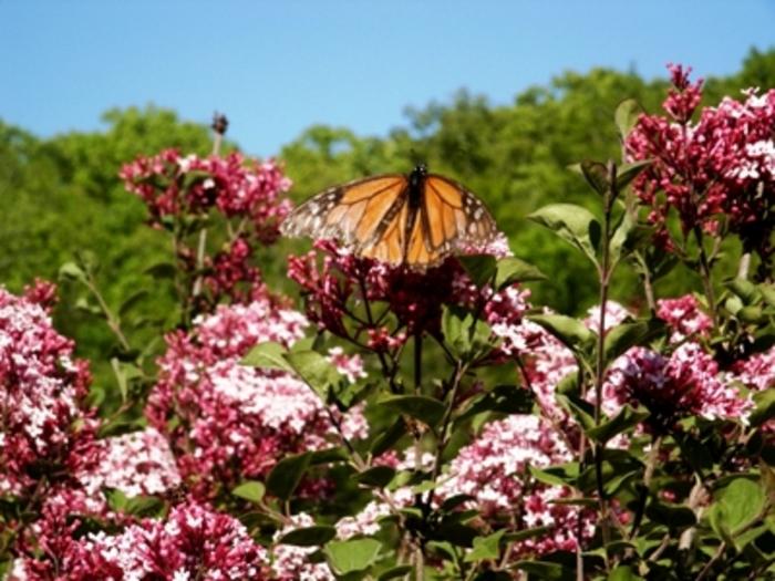 Syringa Bailbelle Tinkerbelle