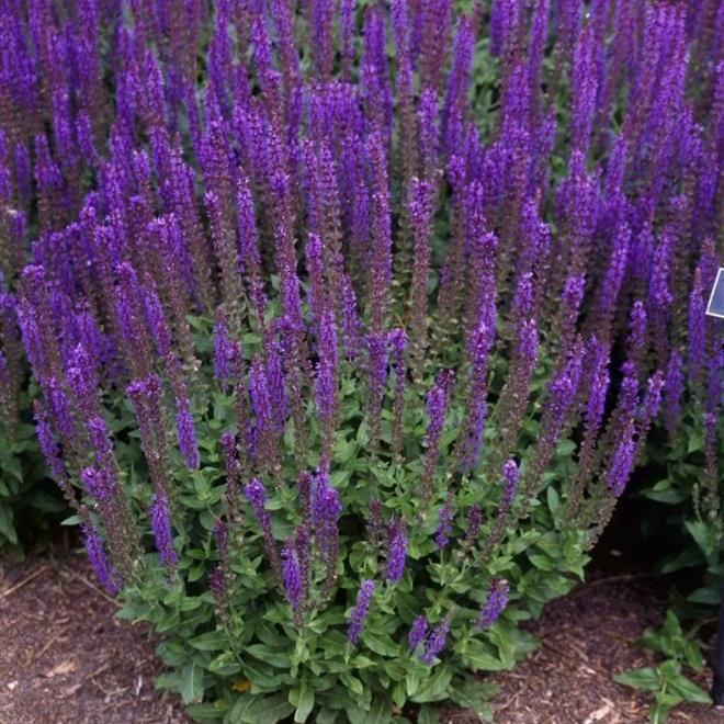 Salvia nemorosa Dark Matter™