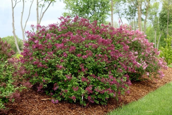 Syringa Bloomerang® Dark Purple