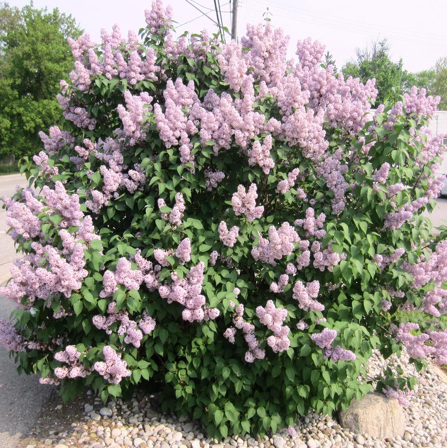 Syringa vulgaris Katherine Havemeyer