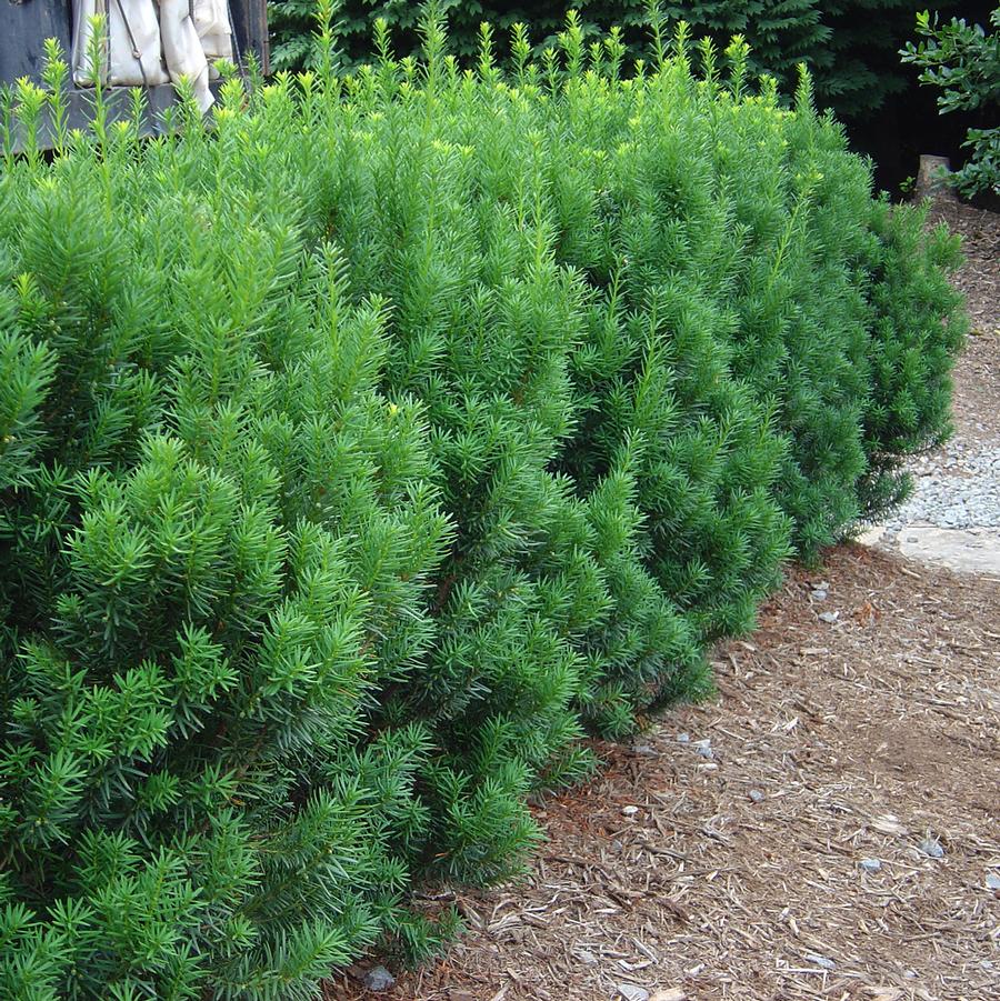 Taxus x media Rising Star®