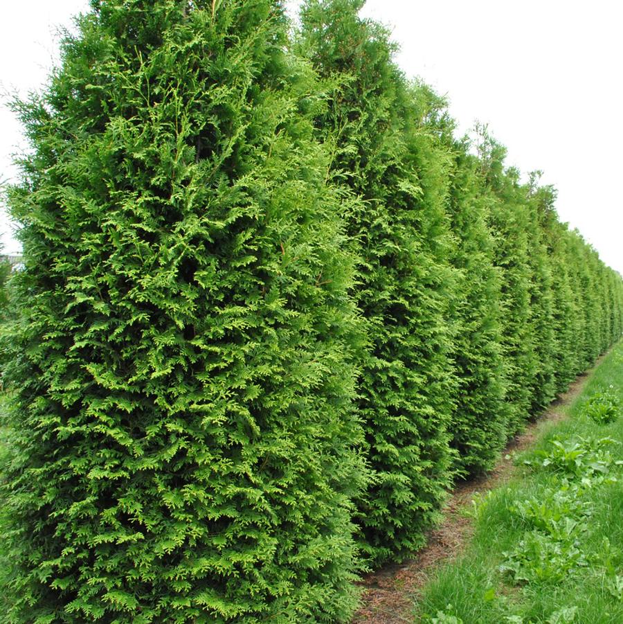 Thuja occidentalis Private Jet™