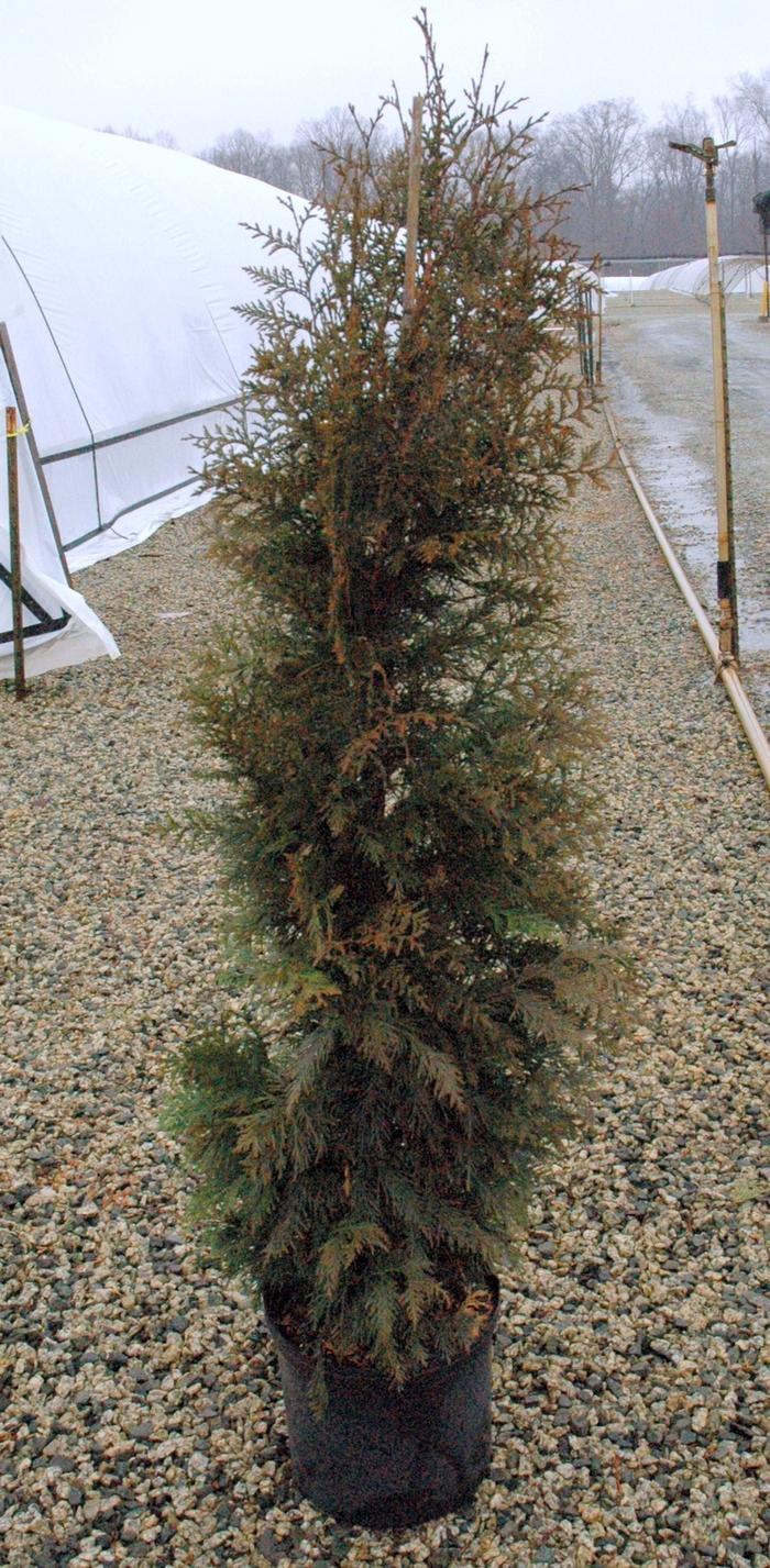 Thuja x Steeplechase