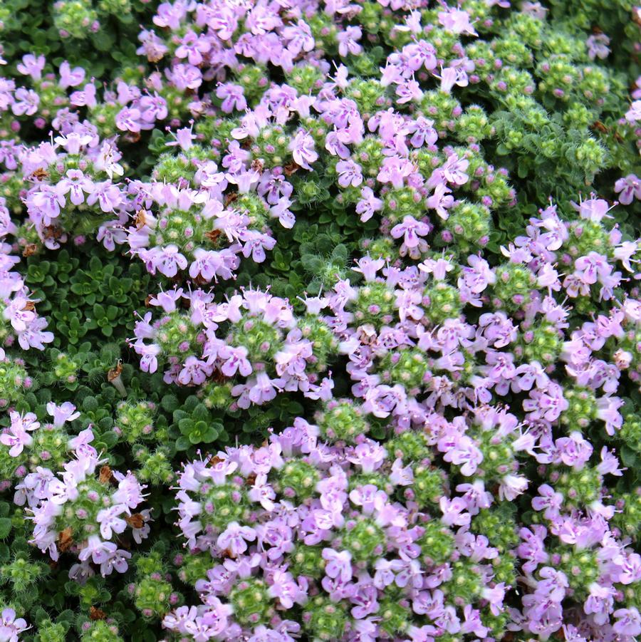 Thymus serpyllum Elfin