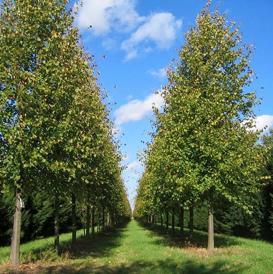 Tilia americana American Sentry®