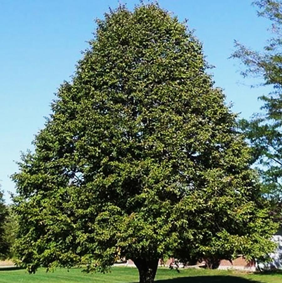 Tilia americana Redmond