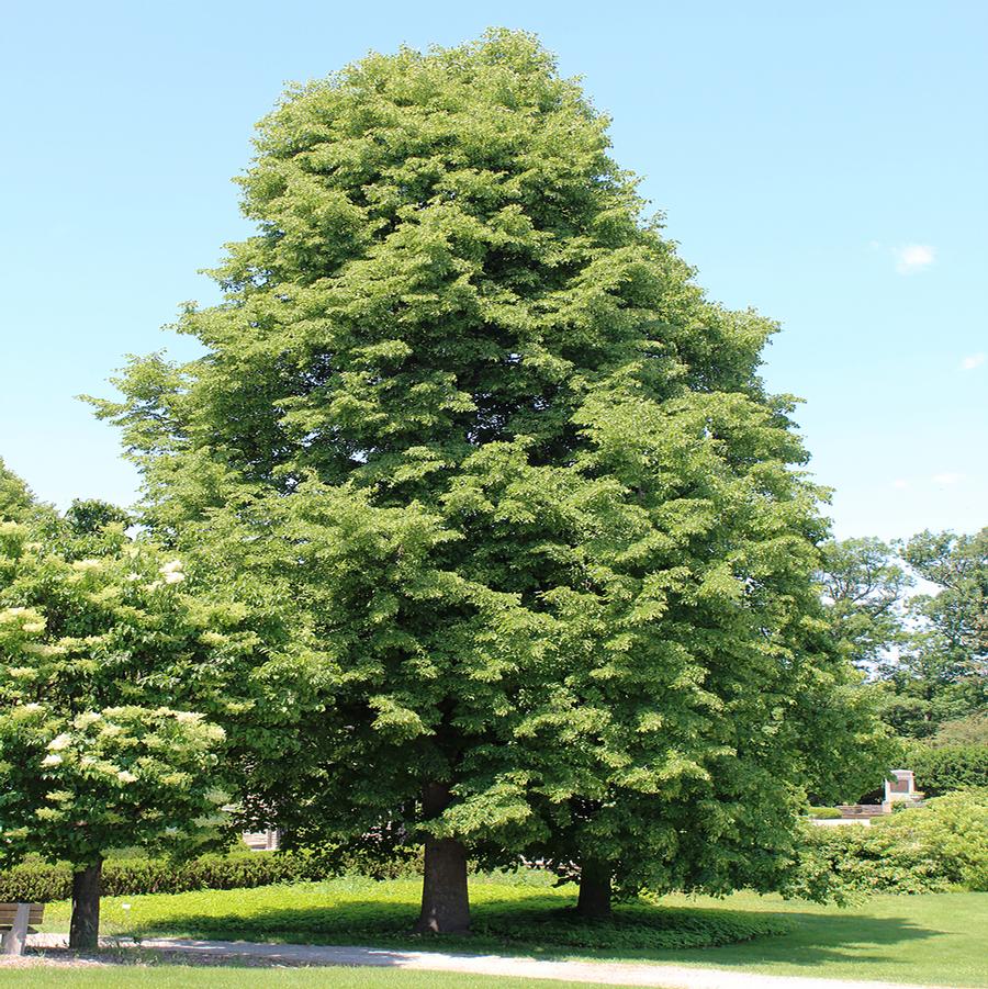 Tilia x flavescens Glenleven