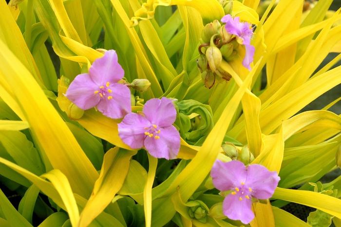 Tradescantia andersoniana Sunshine Charm