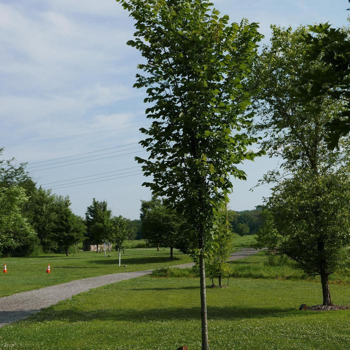 Ulmus propinqua Emerald Sunshine®