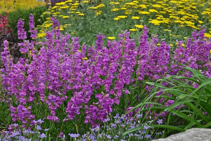 Penstemon barbatus Prairie Dusk