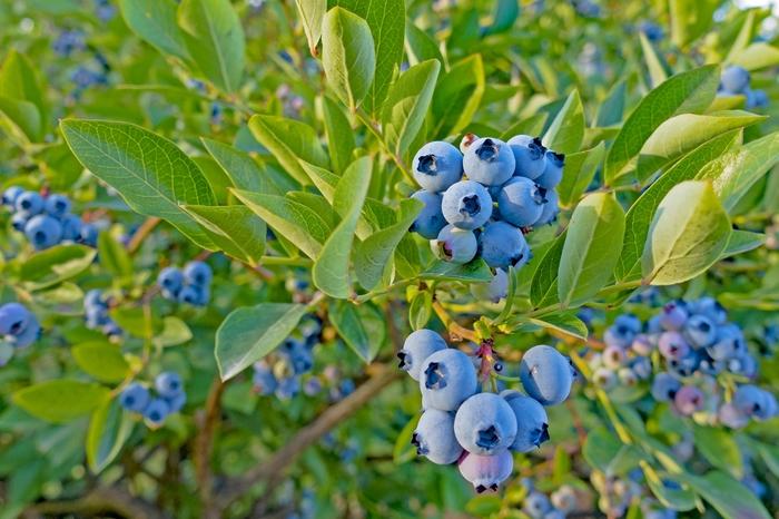 Vaccinium angustifolium Top Hat