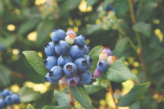 Vaccinium Bushel and Berry® Perpetua®