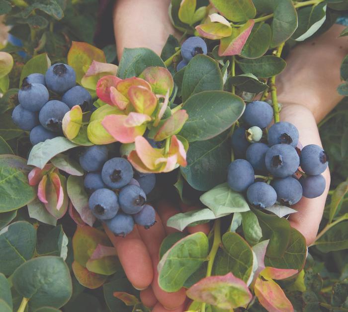 Vaccinium Bushel and Berry® Peach Sorbet® 