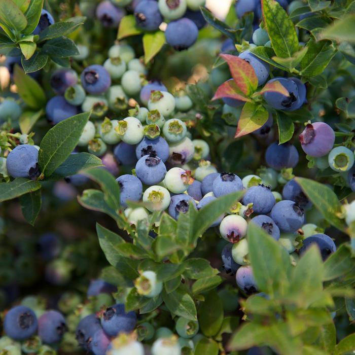 Vaccinium Bushel and Berry® Jelly Bean®