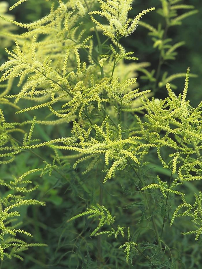 Aruncus dioicus Whirlwind