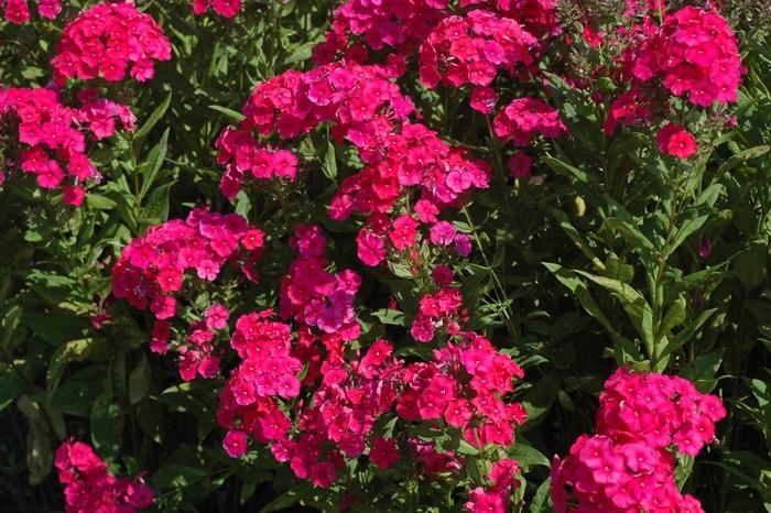 Phlox paniculata Red Riding Hood