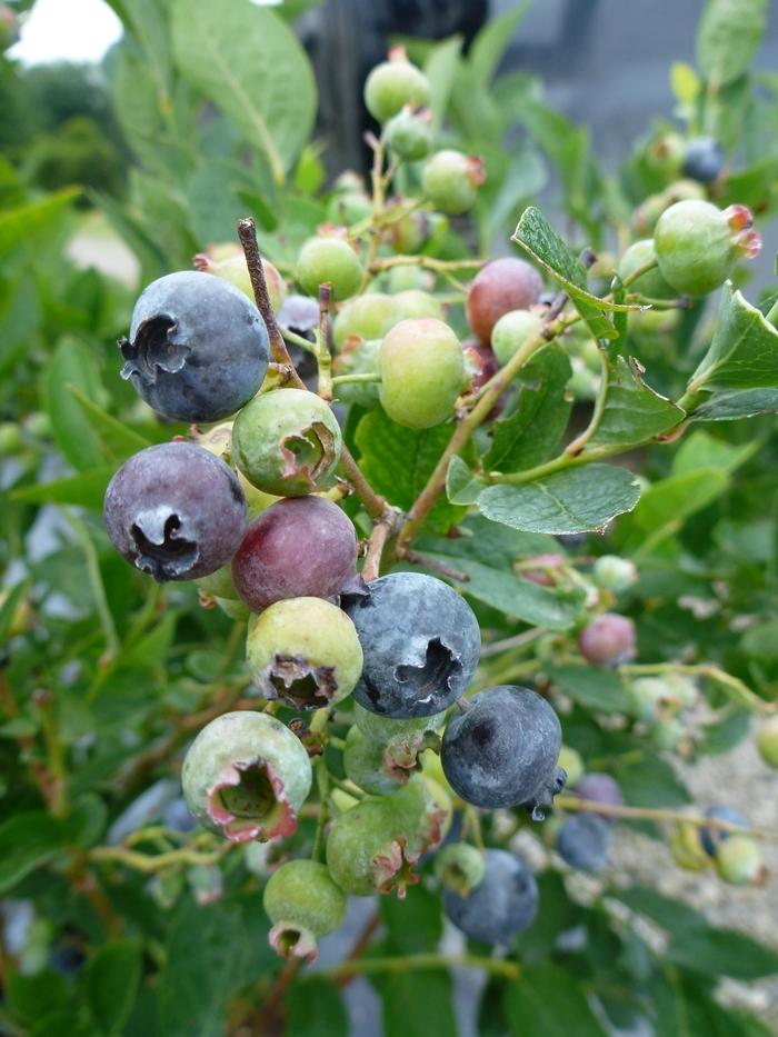 Vaccinium corymbosum Bluegold