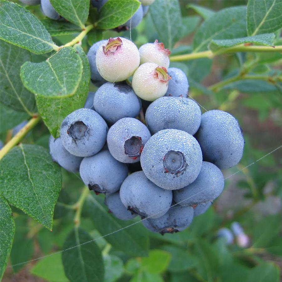 Vaccinium corymbosum Patriot