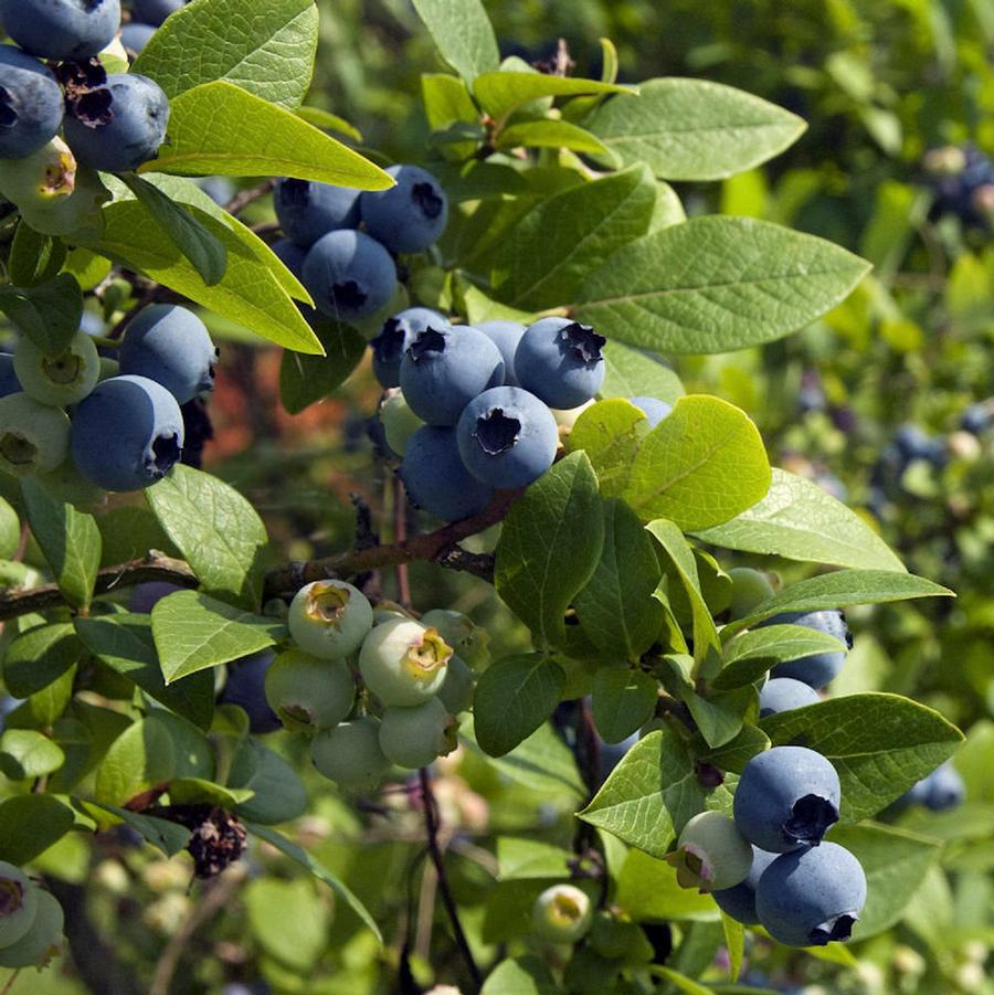 Vaccinium corymbosum Sweetheart