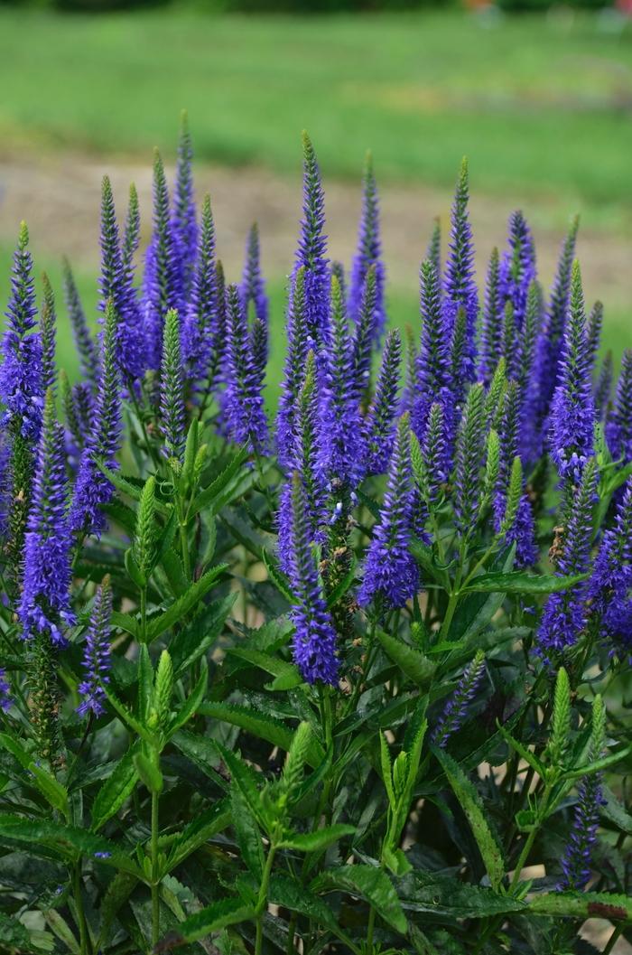 Veronica longifolia Royal Rembrandt