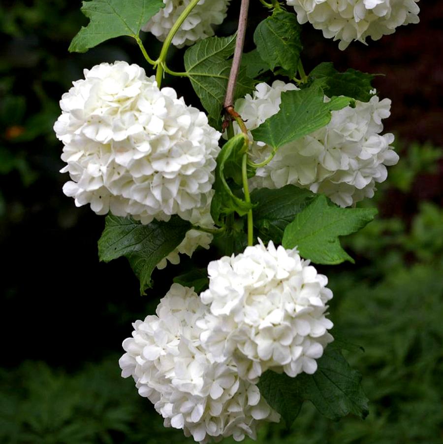 Viburnum opulus Roseum/Sterile