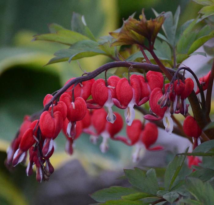 Dicentra spectabilis Valentine®