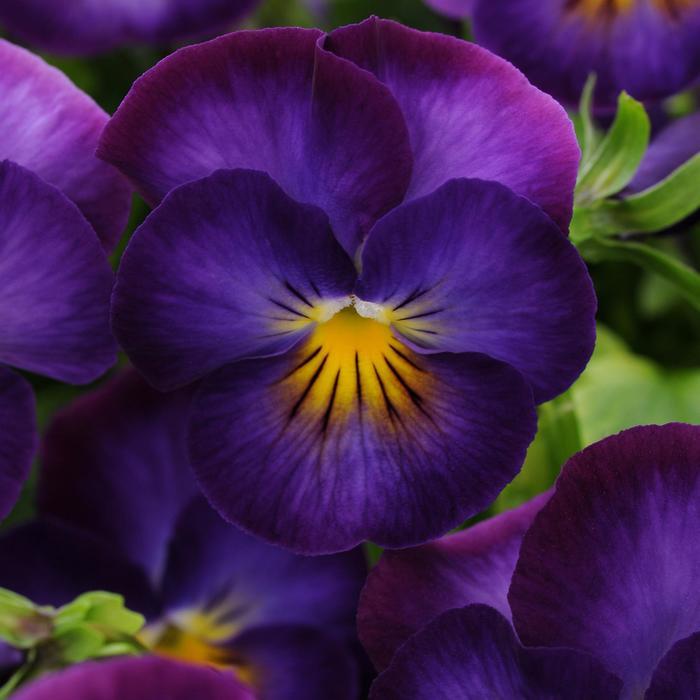 Viola cornuta Halo Violet