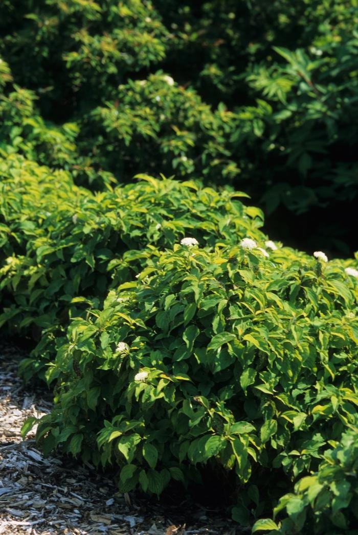 Cornus sericea Kelseyi