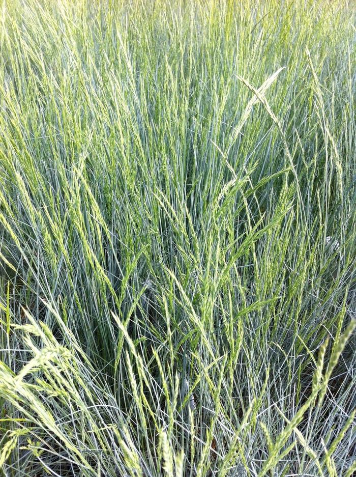 Festuca glauca Select