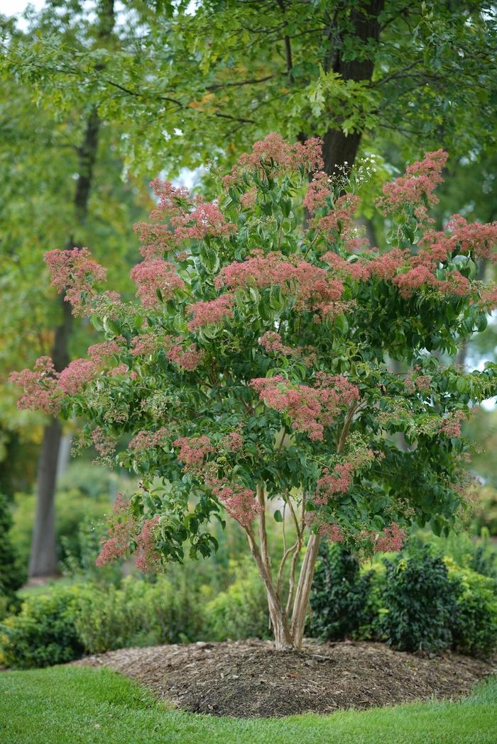 Heptacodium miconioides Temple of Bloom®