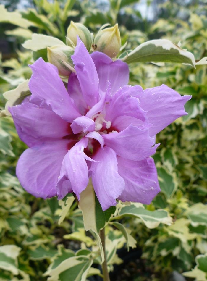 Hibiscus syriacus Show Time