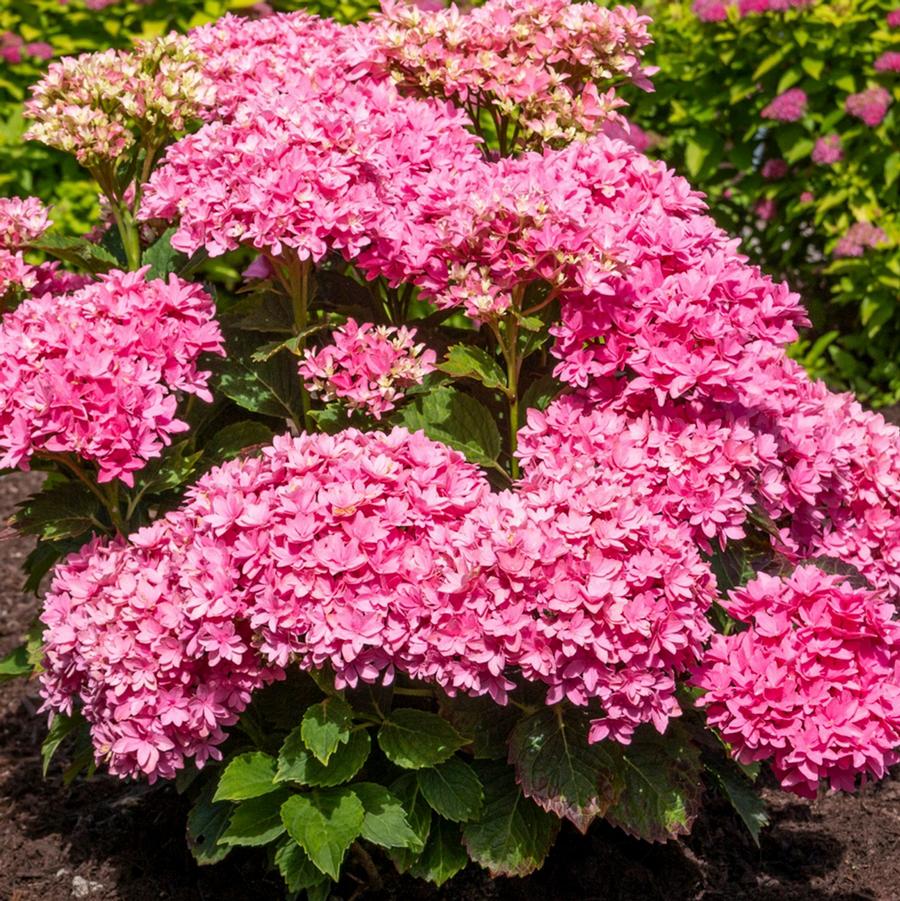 Hydrangea macrophylla Starfield™