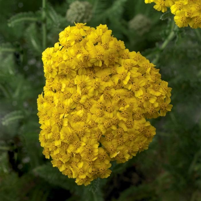 Achillea millefolium Desert Eve™ Yellow