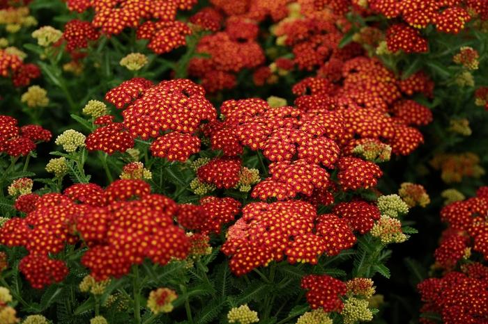 Achillea millefolium Strawberry Seduction