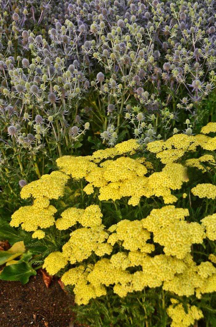 Achillea millefolium Sunny Seduction