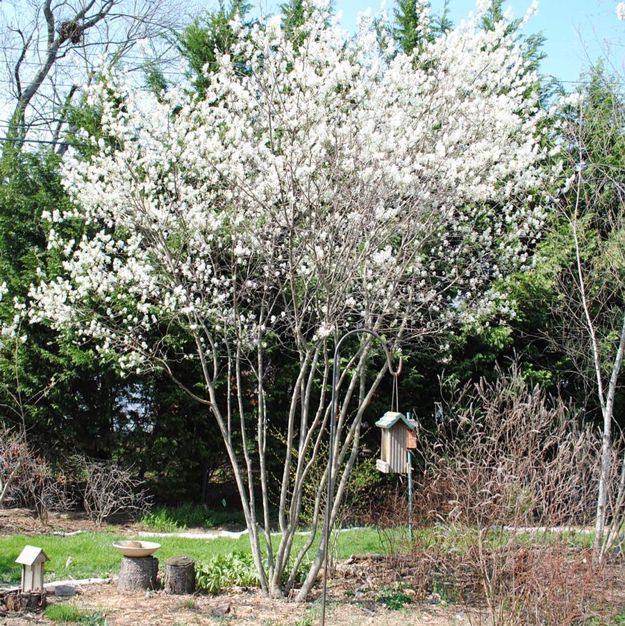 Amelanchier x grandiflora 