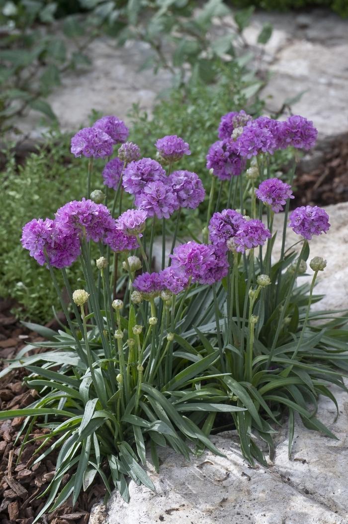 Armeria pseudarmeria Ballerina Lilac