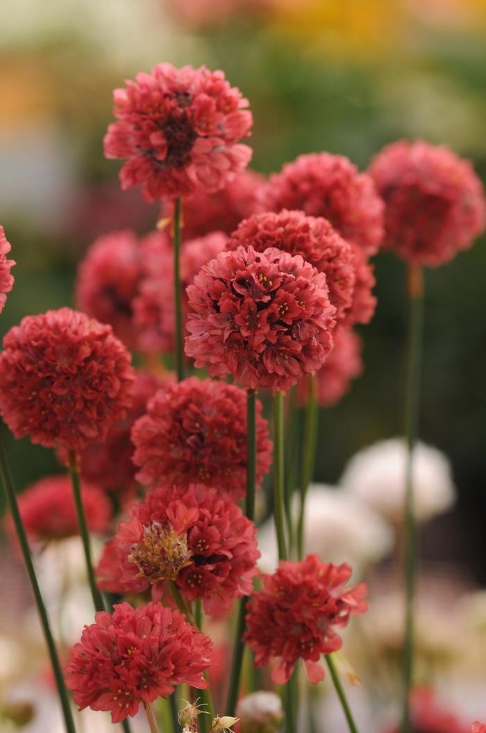 Armeria pseudarmeria Ballerina Red