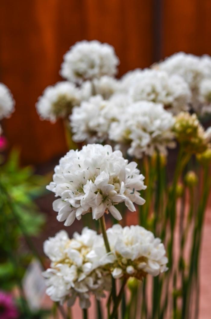 Armeria pseudarmeria Ballerina White