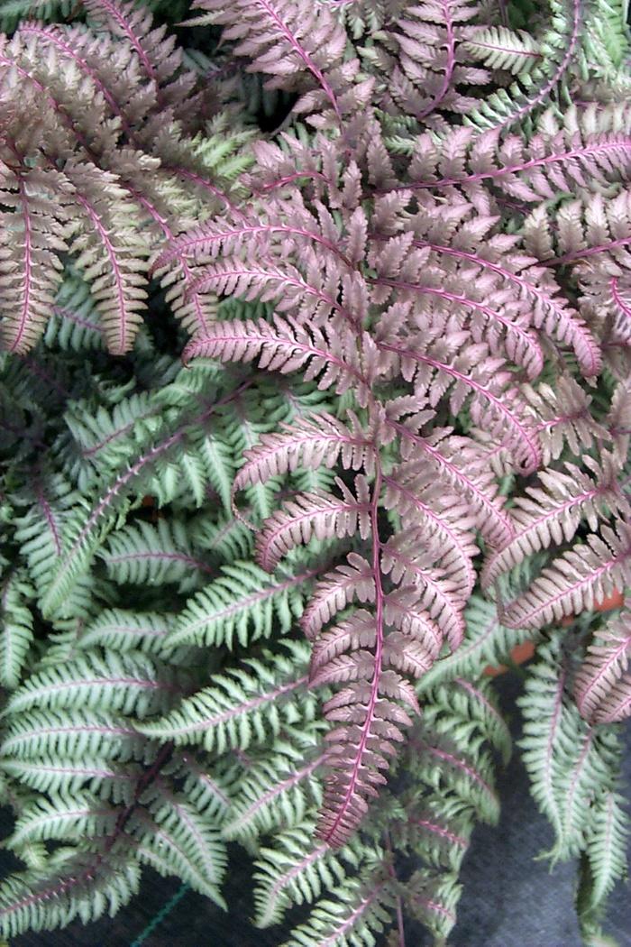 Athyrium niponicum var. pictum Burgundy Lace