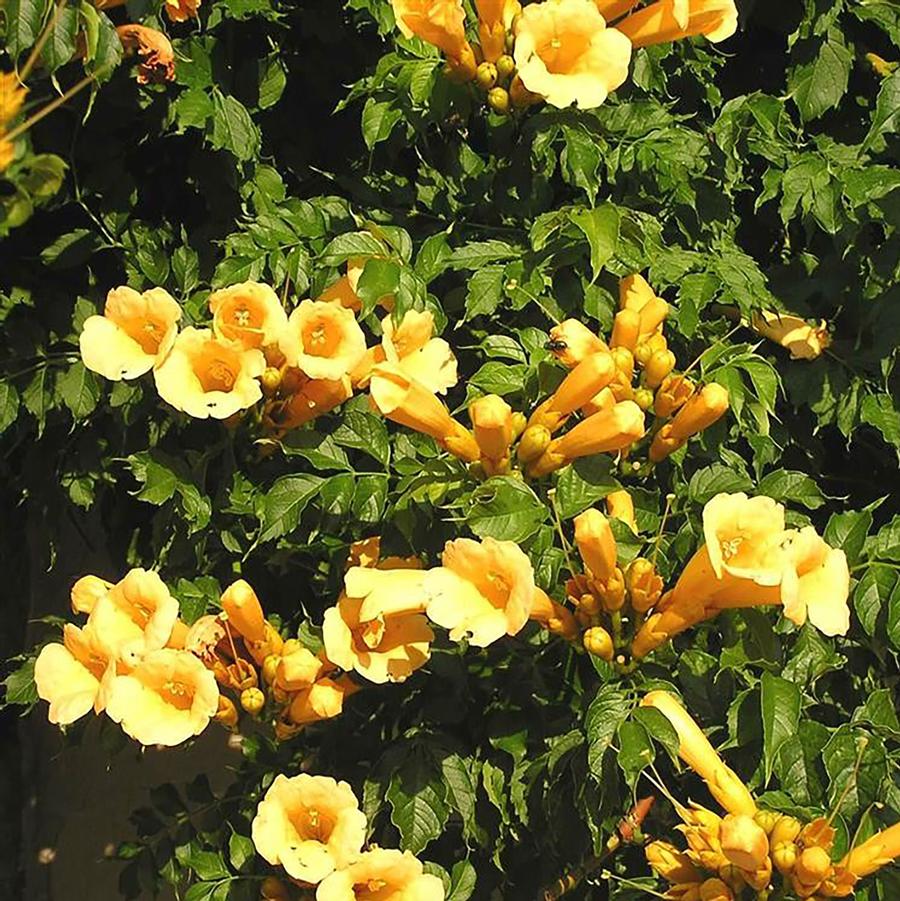 Campsis radicans f. flava 