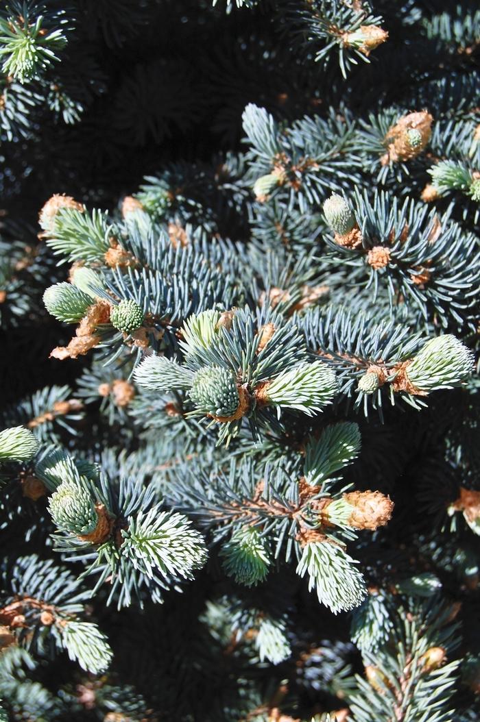 Picea pungens var. glauca 