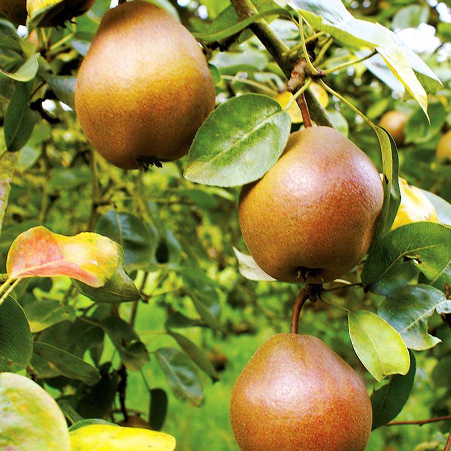 Pyrus Pear Combination