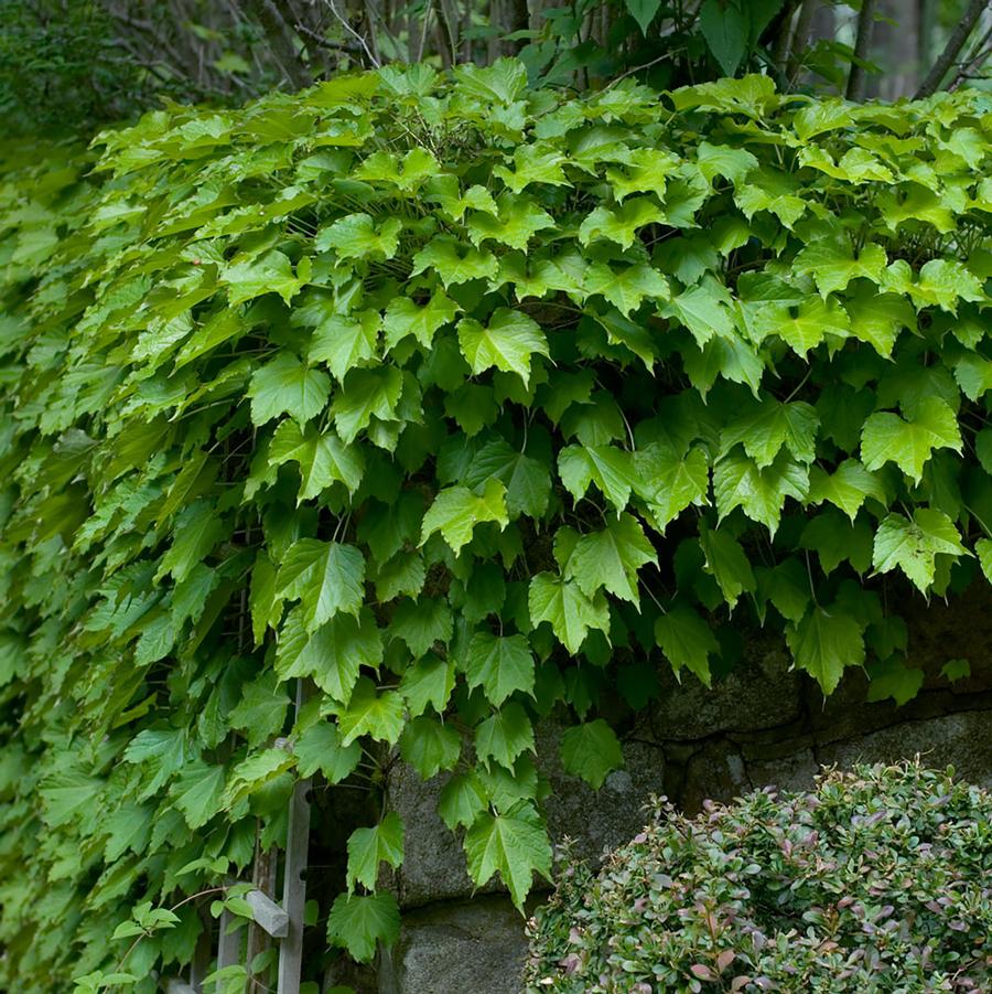 Parthenocissus tricuspidata Veitchii