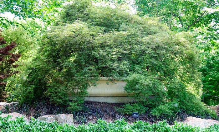 Acer palmatum var. atropurpureum 