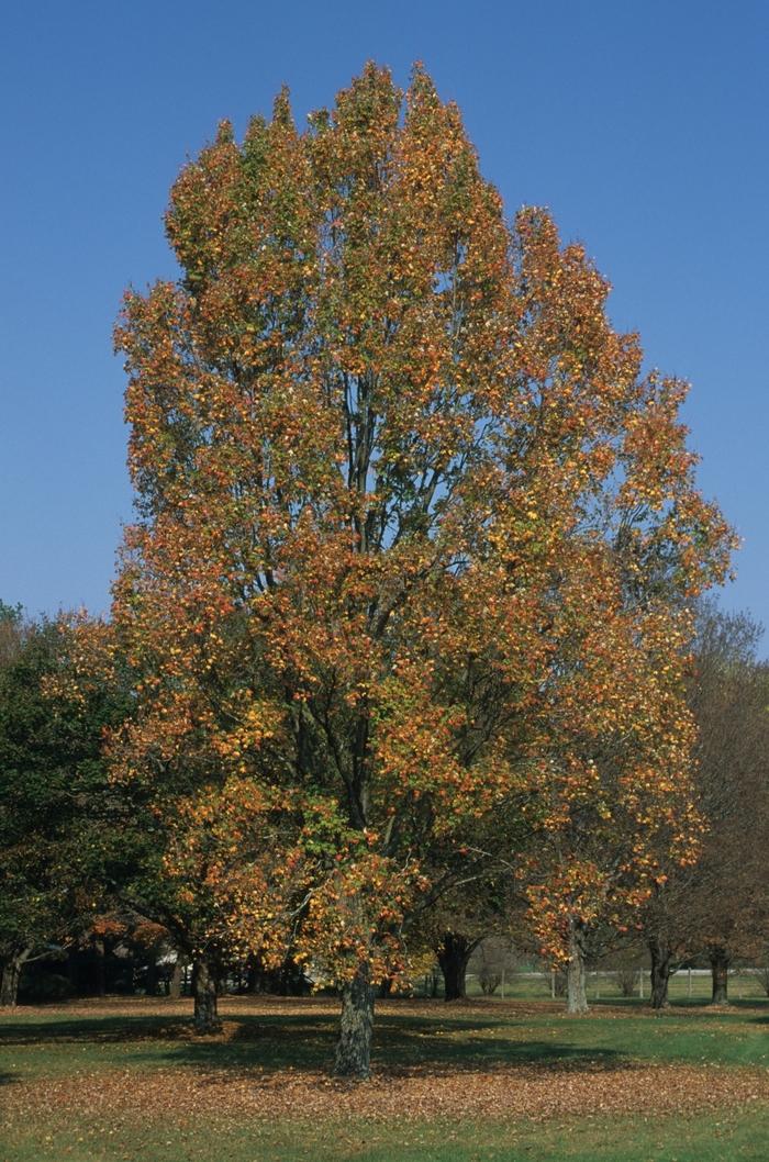 Acer rubrum Armstrong