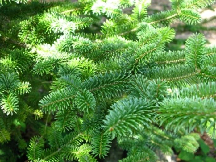 Abies balsamea var. phanerolepis 