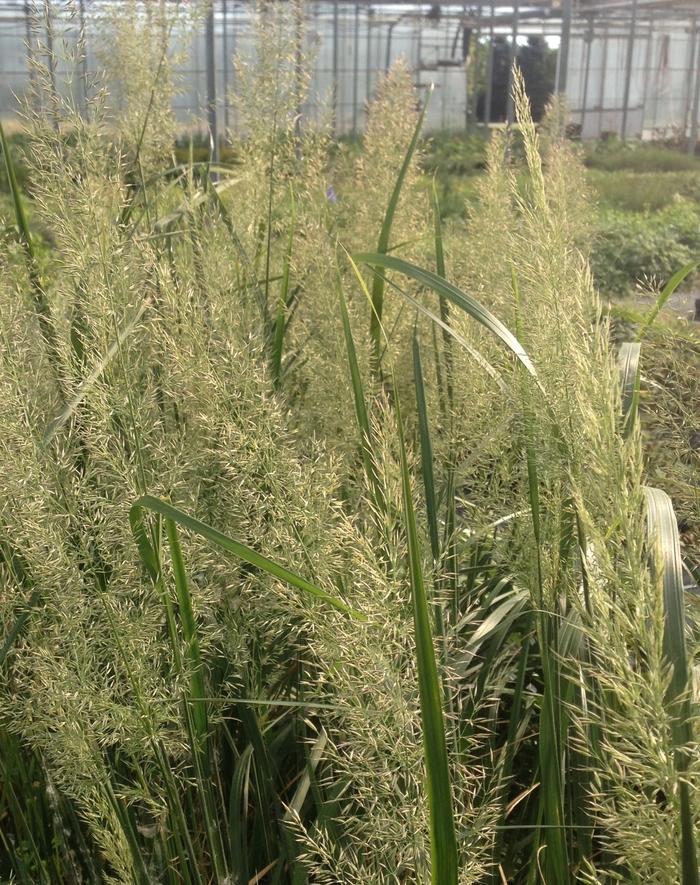 Calamagrostis brachytricha 